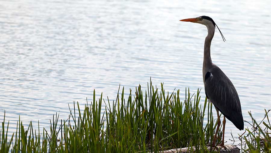 A grey heron beside the rowing course beside the River Nene