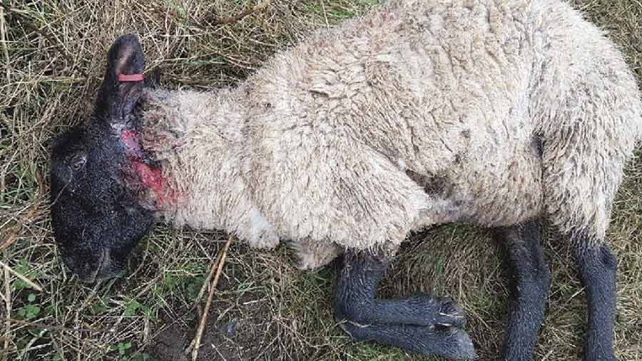 A sheep lies dead in a field