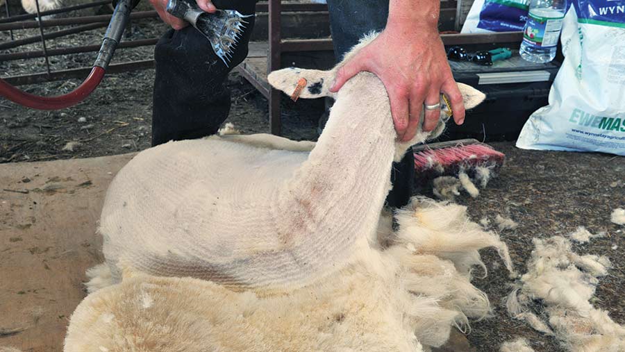 Sheep shearing, front right leg