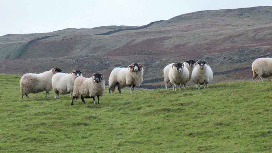 blackface and swaledales