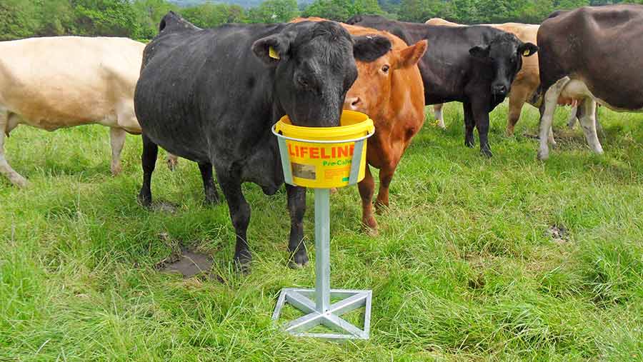 Alan Hughes’s cow feeding stand