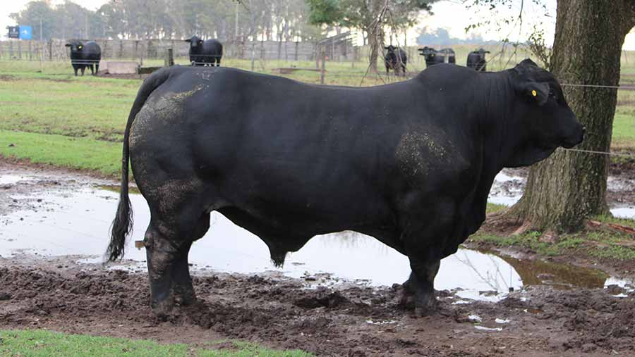 Brangus breeding bull