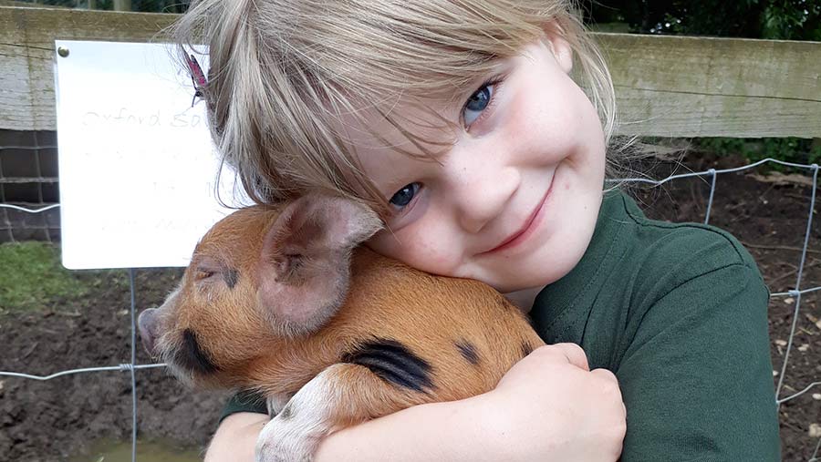 Annie Fouracres cuddles a four-week-old Oxford Sandy and Black piglet