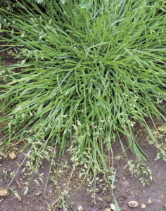 Annual meadow grass