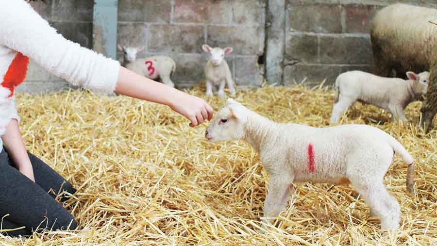 Girl with lamb on Jamie's Farm