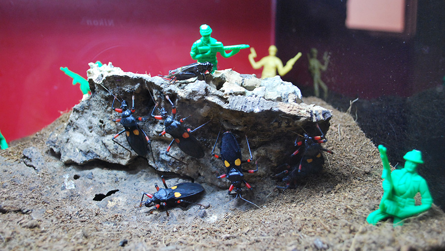 Assassin bugs