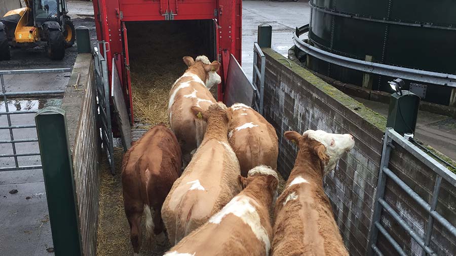 Simmental cattle being loaded into container