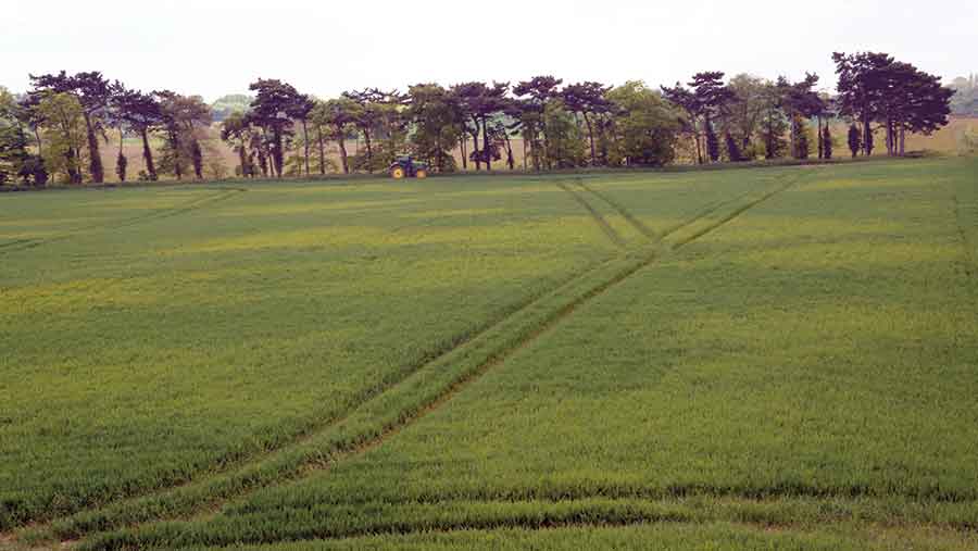 BYDV symptoms in field