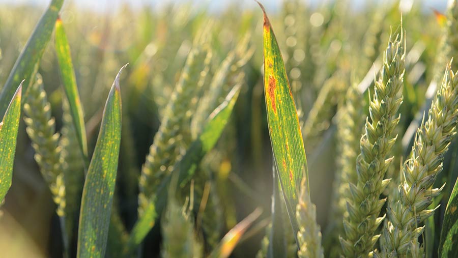 Barley yellows dwarf virus in wheat