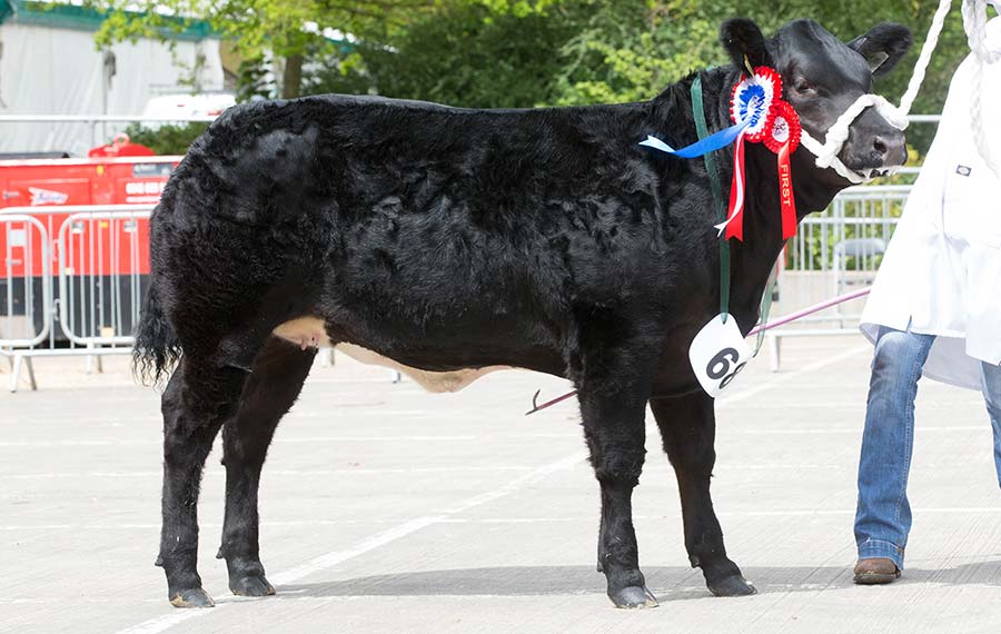 Baby Beef Champion