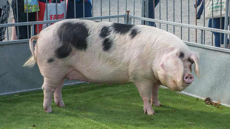 Kilcot Princess Freda 3 of Donagheragh Pedigree Pigs, Co. Armagh