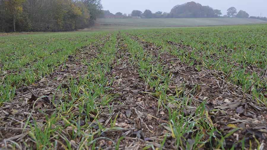 barley crop no-till