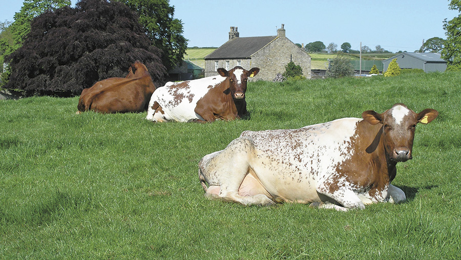 Cows lying in a grass field