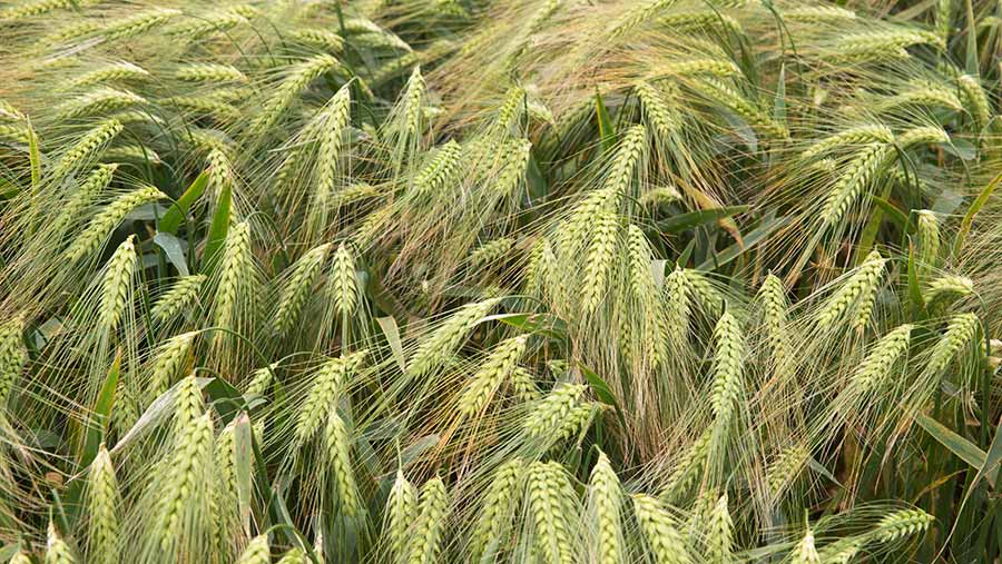 Winter barley © Tim Scrivener