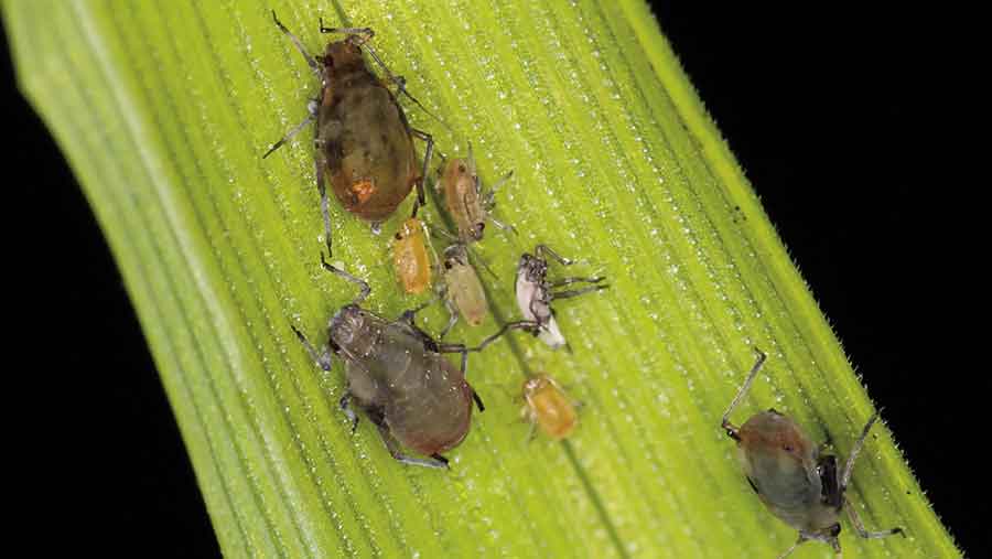 Bird-cherry-oat-aphids--c-Blackthorn-Arable