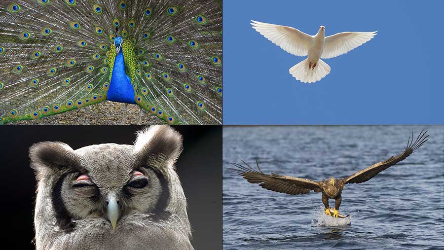 Peacock, dove, owl and eagle