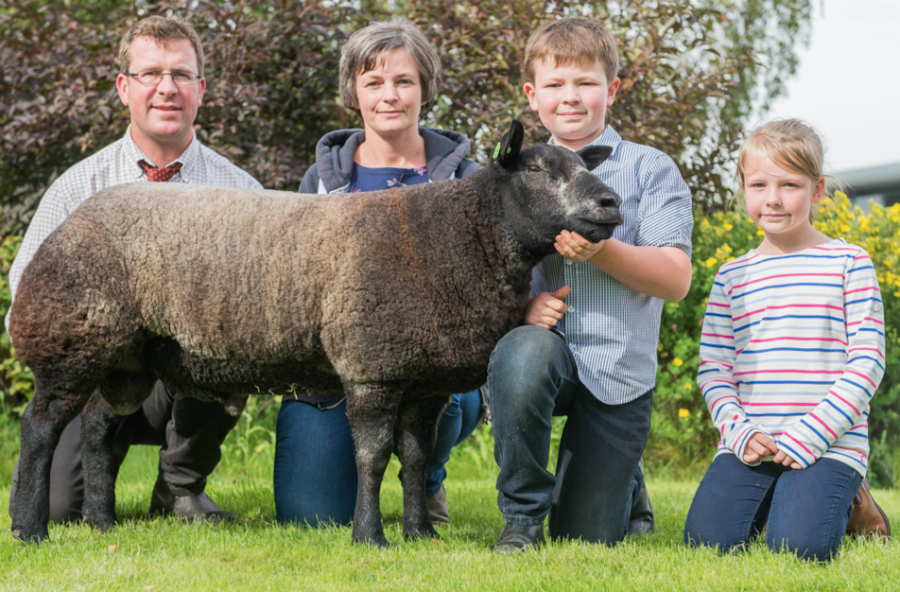 Blue Texel trade with breeders. The top priced rammed 18,000 guineas,  new record price for the breed made at BOrderway mart in 2016