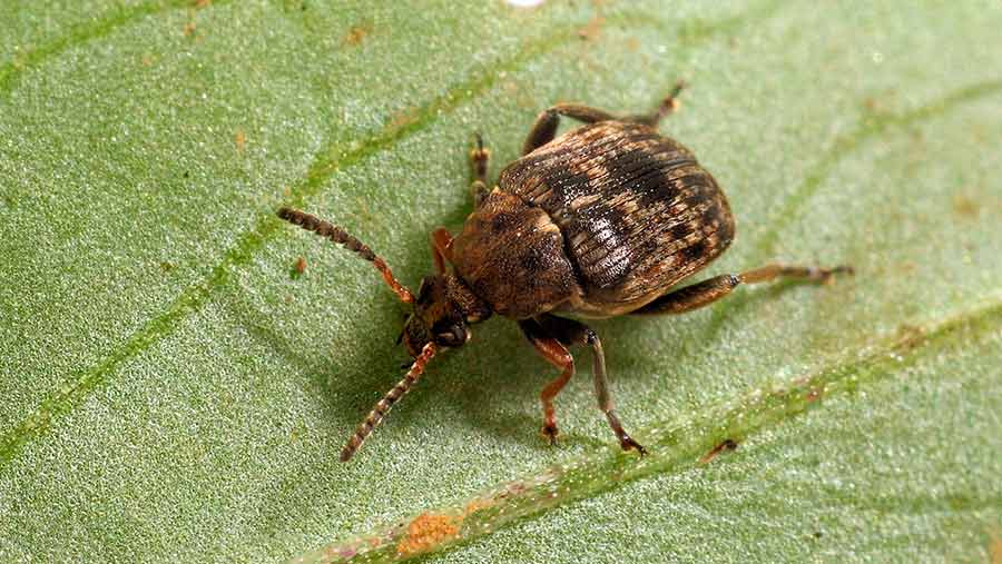 Adult bruchid beetle on bean