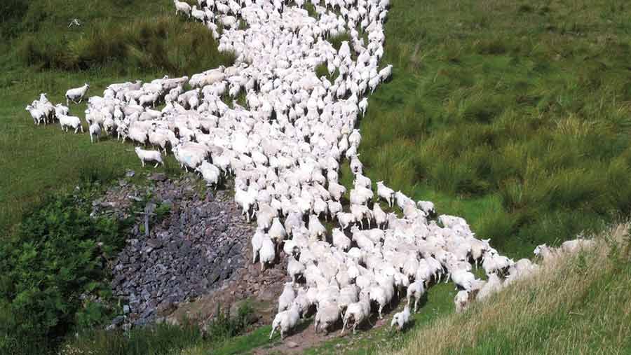 Sheep are moved regularly