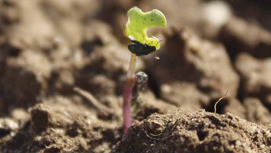 Flea beetle damage in an emerging OSR plant