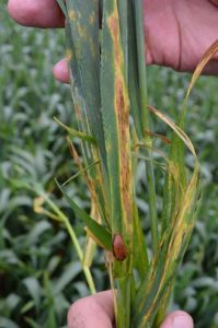Close-up of septoria in wheat