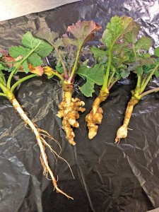 Clubroot infection in OSR roots