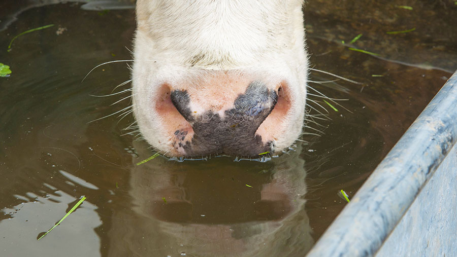 Cow drinking from trough © FLPA/REX/Shutterstock