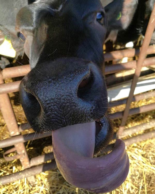 Heifer calf licking camera
