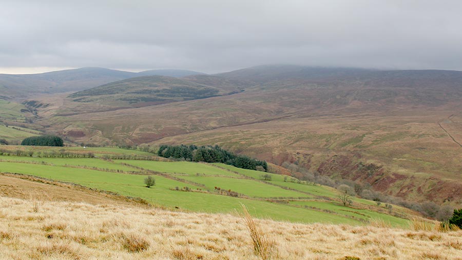 Rough grazing offers more nutrient value than expected Farmers Weekly