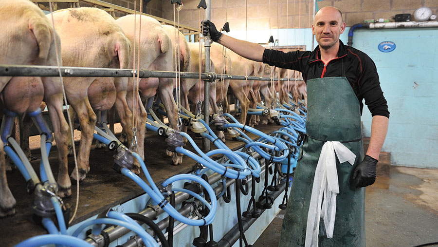 Paul Mardell milking sheep 