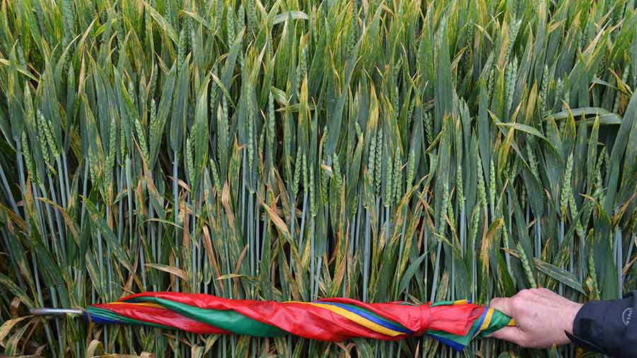 Septoria in wheat © David Jones/RBI