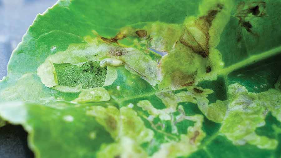 Leaf damaged by mangold fly larvae
