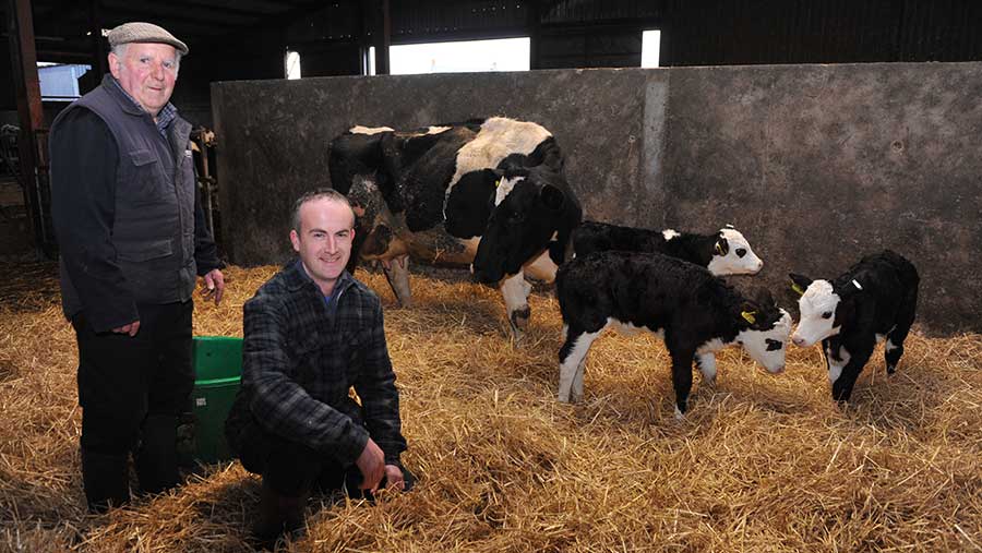 Dairy cow gives birth to triplets - Farmers Weekly