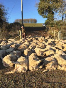 Dead sheep after sheep worrying attack© Sussex Police