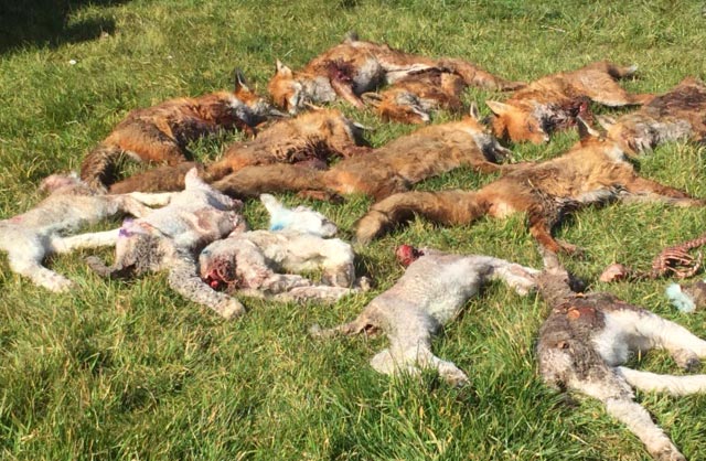 Dead sheep and foxes lying on ground © Linda Short