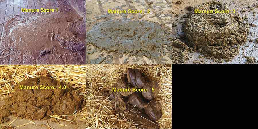 How To Carry Out Cow Muck Assessments Farmers Weekly