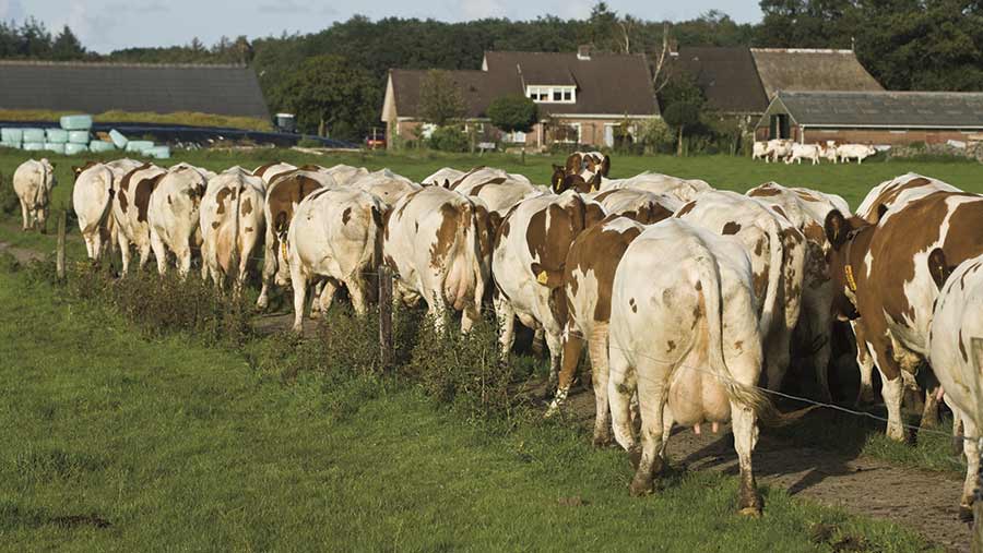 dutch-dairy-herd-mark-pasveer-and-koos-groenwold