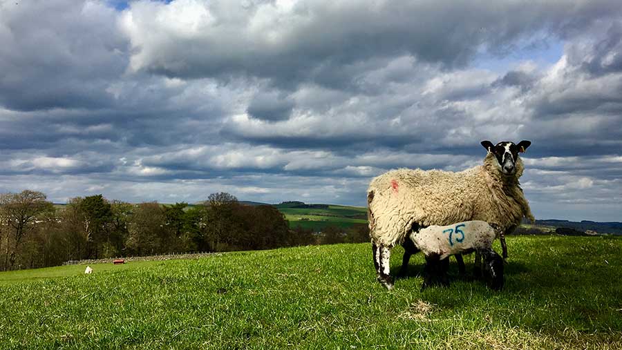 Ewe and lambs in Northumberland