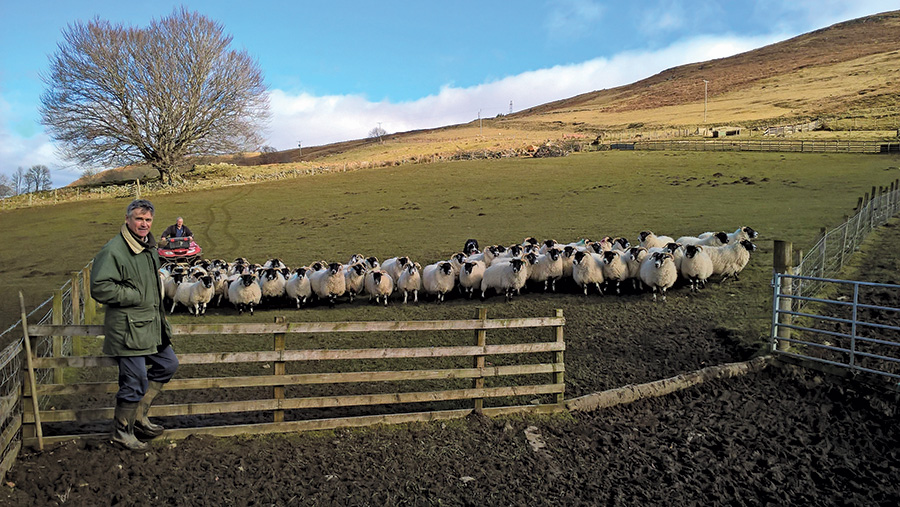 Blackface sheep in a field 