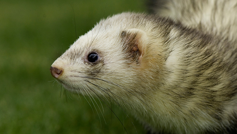 Ferrets