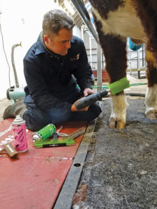 A man grooms a cow's legs