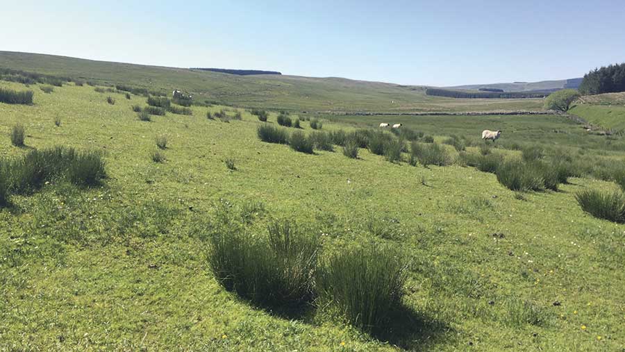 Forestry Land