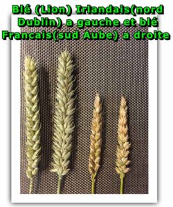 Healthy Irish wheat (left) emphasises problems with underdeveloped French wheat ears (right) from the Aube region © Cerepy