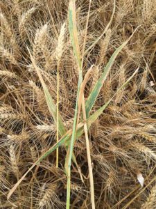 Scale of disease clear is in unharvested wheat crop in France © Cerepy
