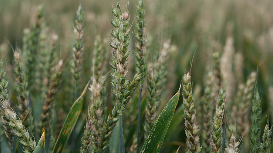 Fusarium disease in wheat