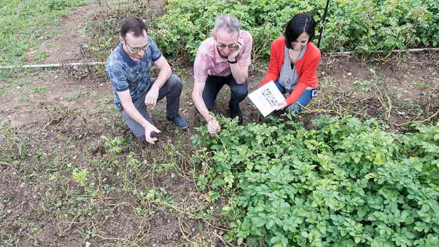 Scientists inspect potato trial plots