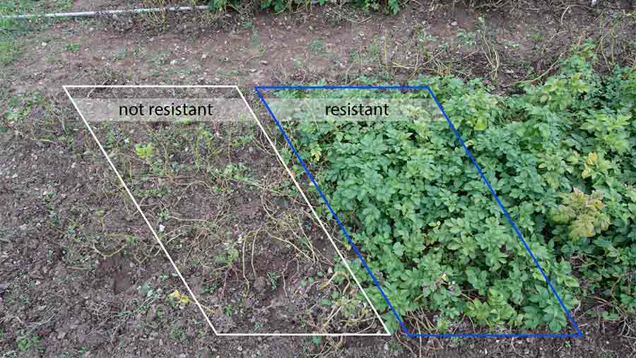 Potato trial plots