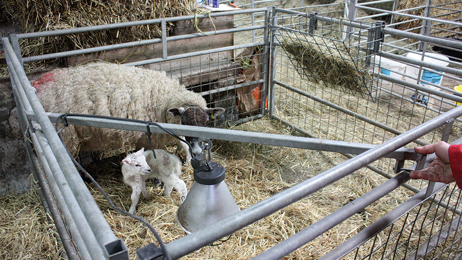 Sheep in a galvanised pen