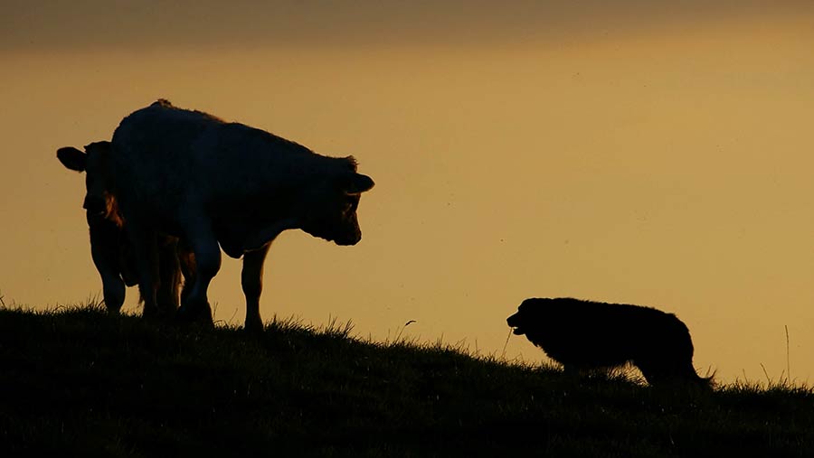 Silhouette of cow and dog
