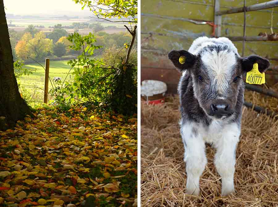 Farming landscape and calf